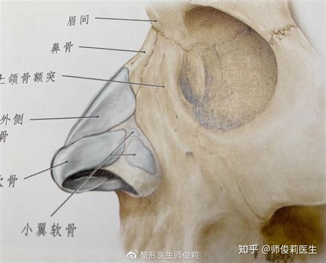 鼻子有骨頭嗎|鼻子会不会有一块骨头没长？(鼻头软的要死)？